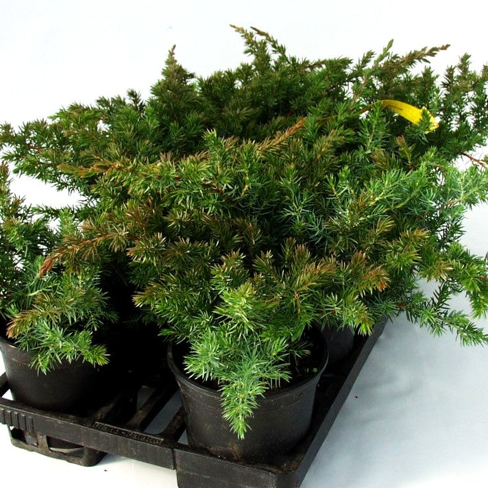 Kriech-Wacholder 'Slager' (Juniperus conferta)