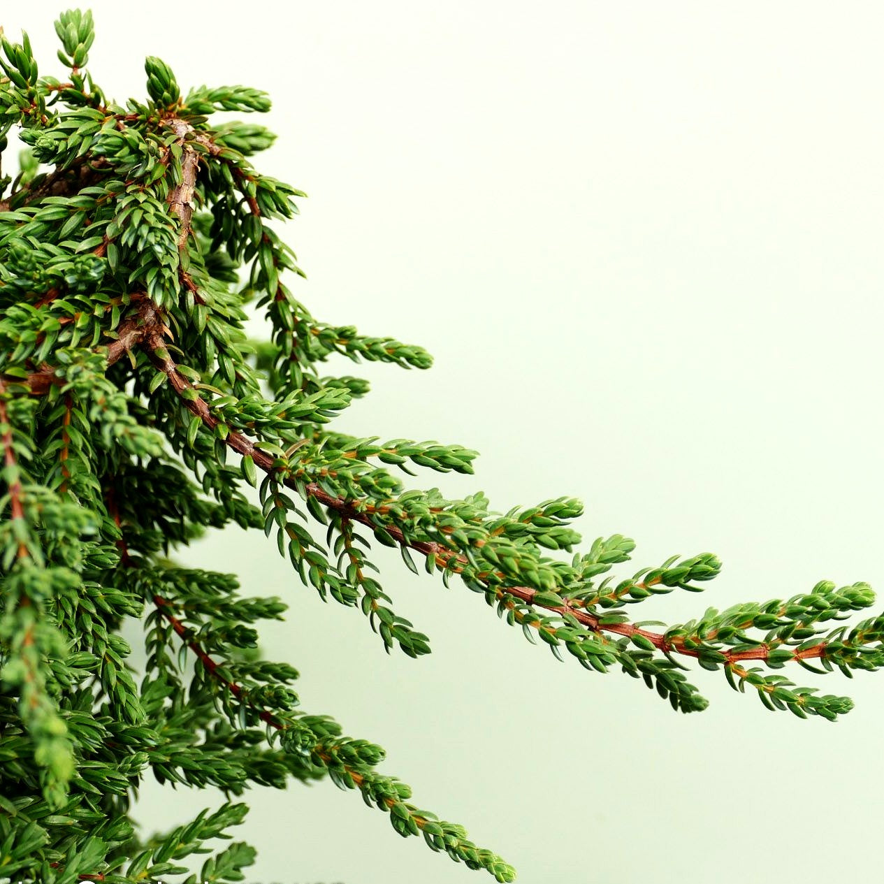 Kriech-Wacholder 'Zeal' (Juniperus com.)
