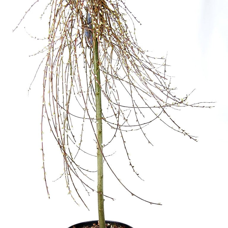 Kriech-Weide 'Boyd's Pendulous' (Salix repens)