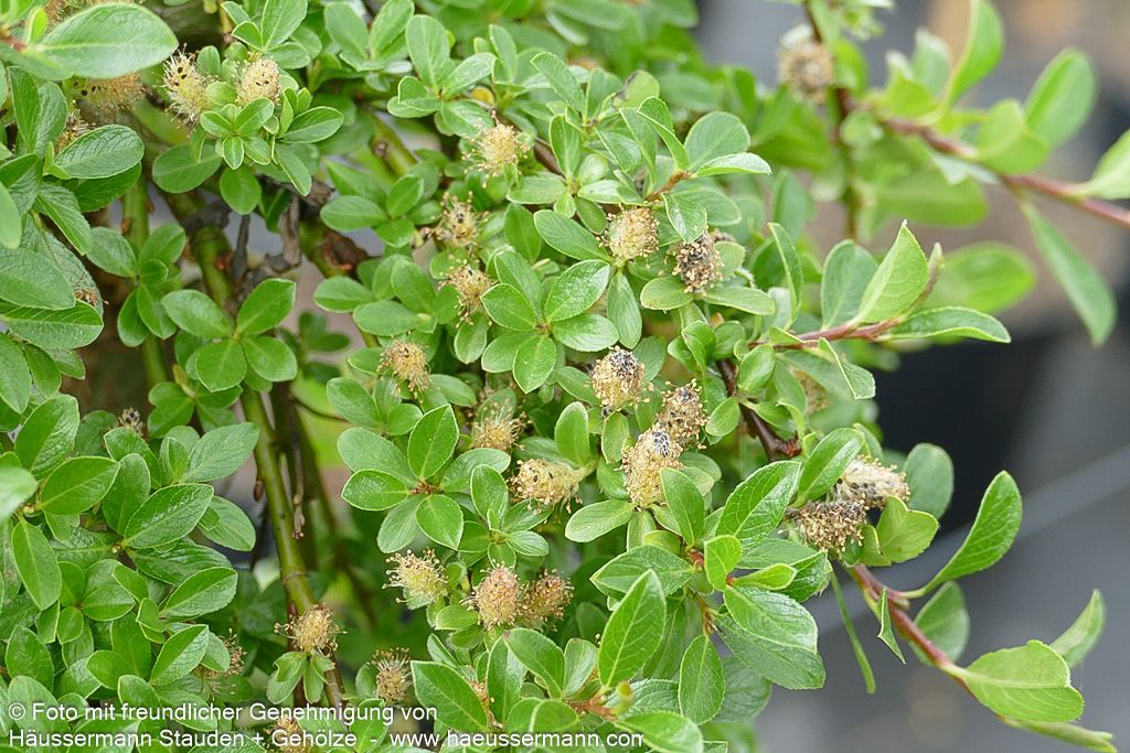 Kriech-Weide (Salix x simulatrix)