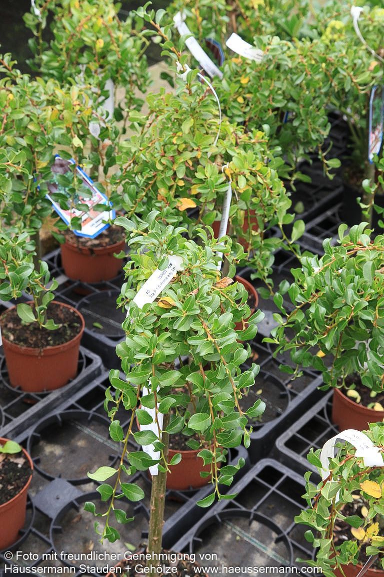 Kriech-Weide (Salix x simulatrix)