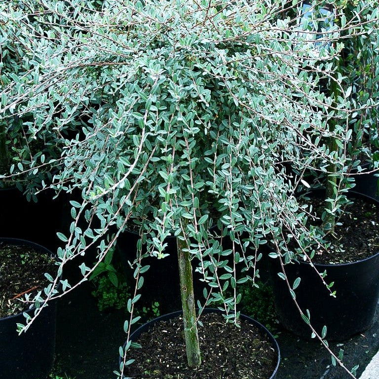Kriech-Weide 'Voorthuizen' (Salix repens)