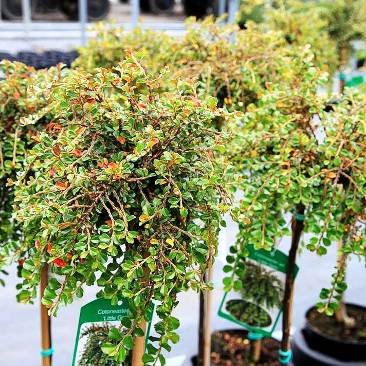 Kriechende Zwergmispel 'Little Gem' (Cotoneaster adpressus)