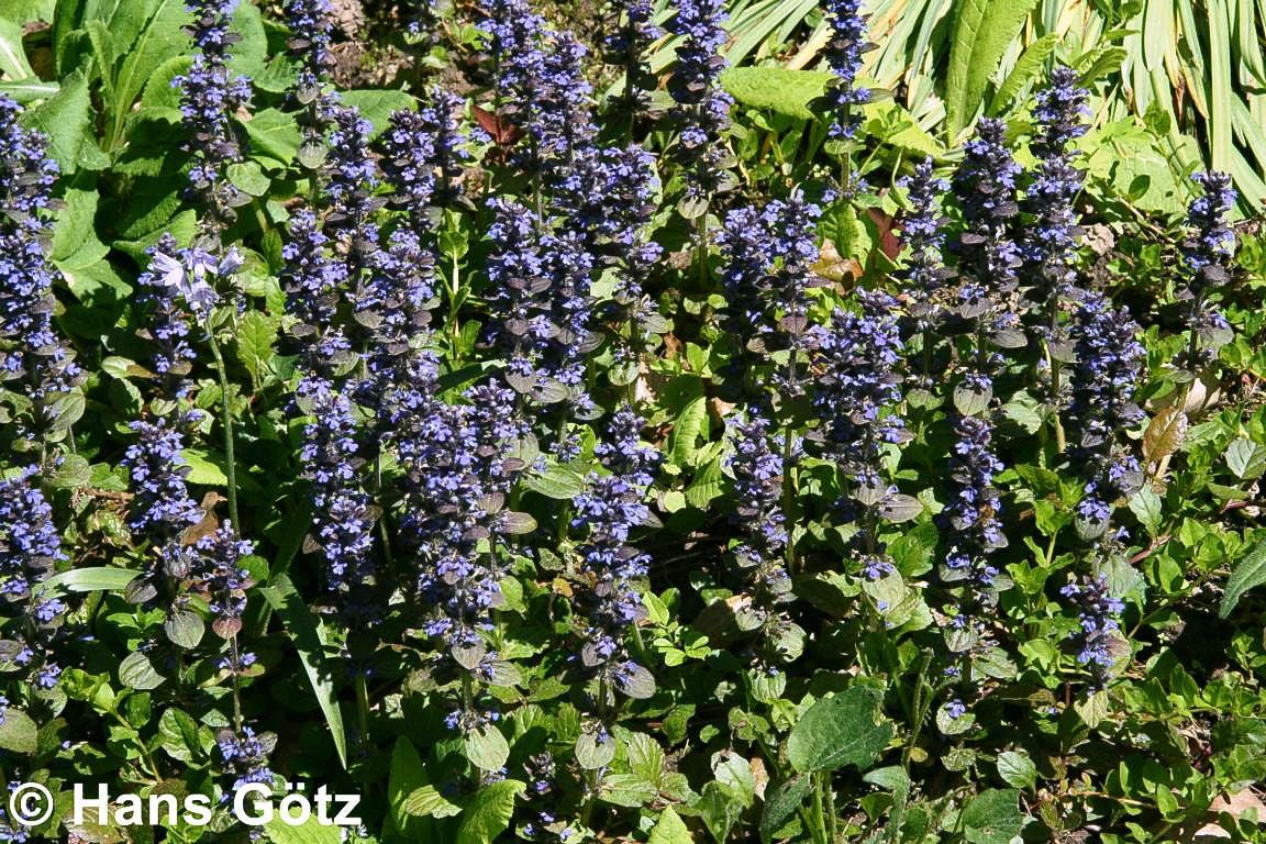 Kriechender Günsel (Ajuga reptans)