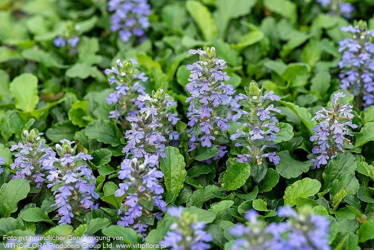 Kriechender Günsel (Ajuga reptans)