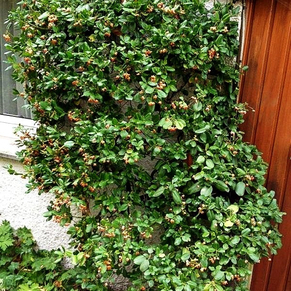 Kriechspindel 'Vegetus' (Euonymus fortunei)