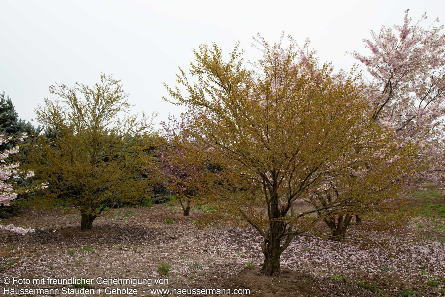 Kuchenbaum (Cercidiphyllum japonicum)
