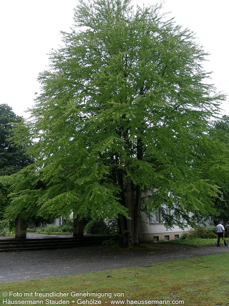 Kuchenbaum (Cercidiphyllum japonicum)