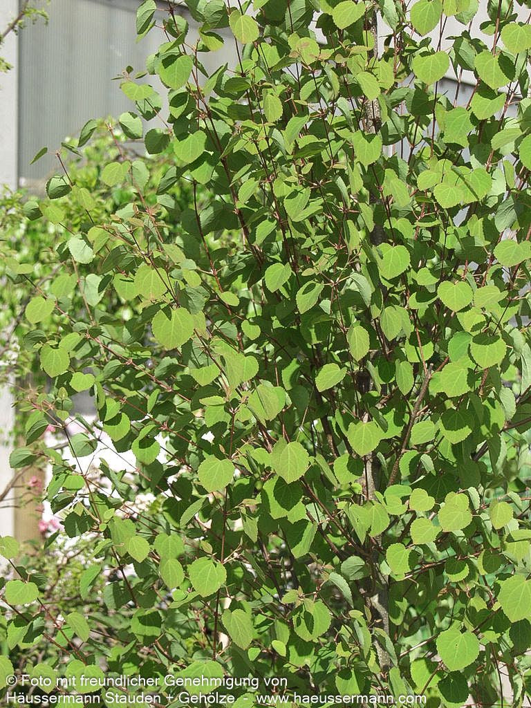 Kuchenbaum (Cercidiphyllum japonicum)