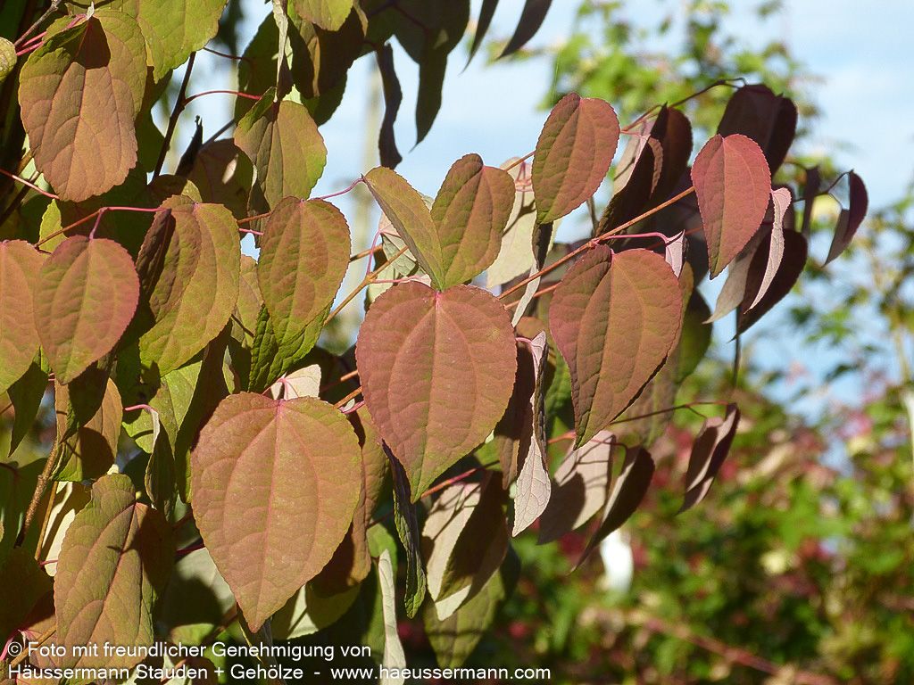 Kuchenbaum (Cercidiphyllum japonicum)
