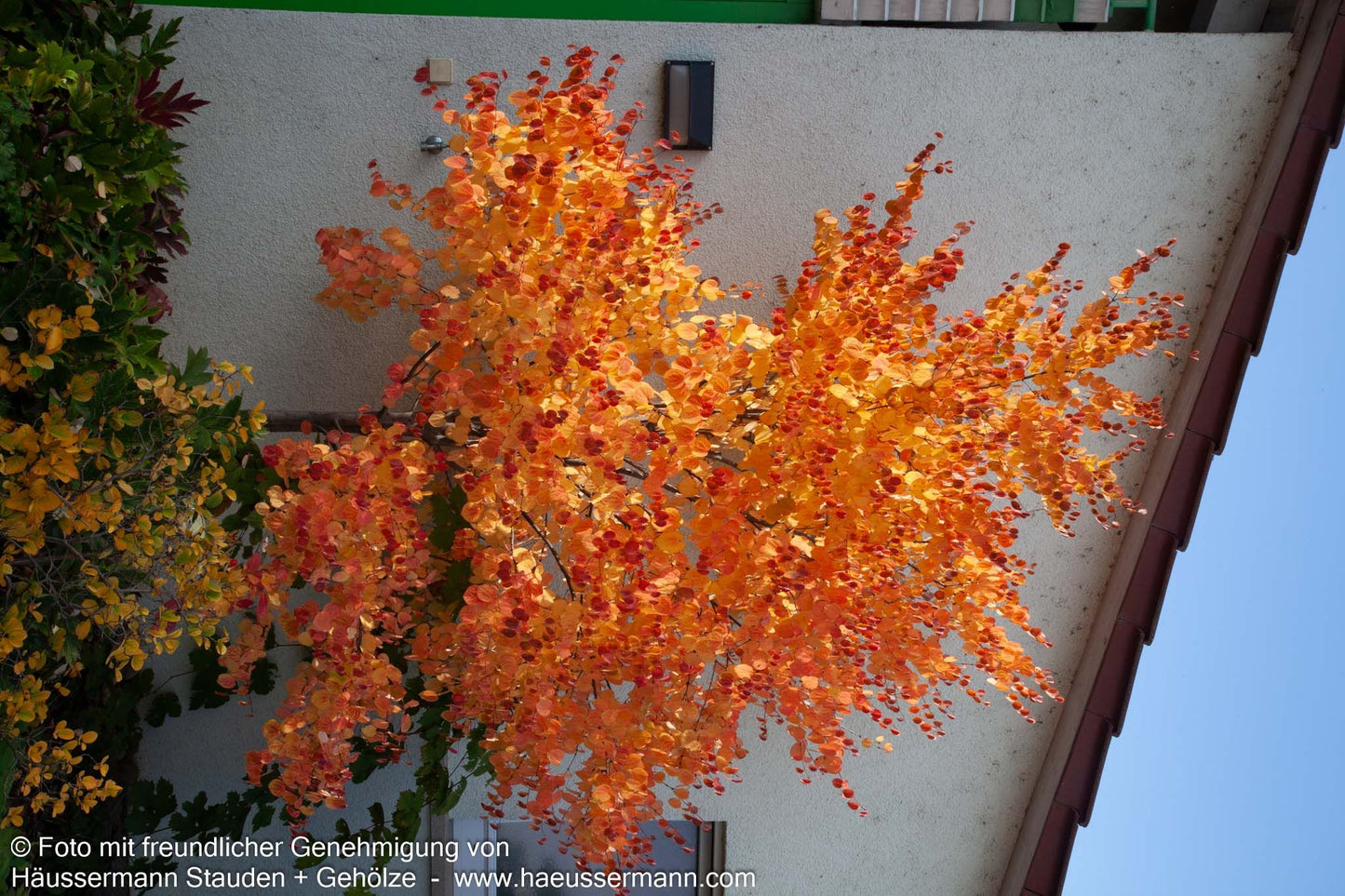 Kuchenbaum (Cercidiphyllum japonicum)