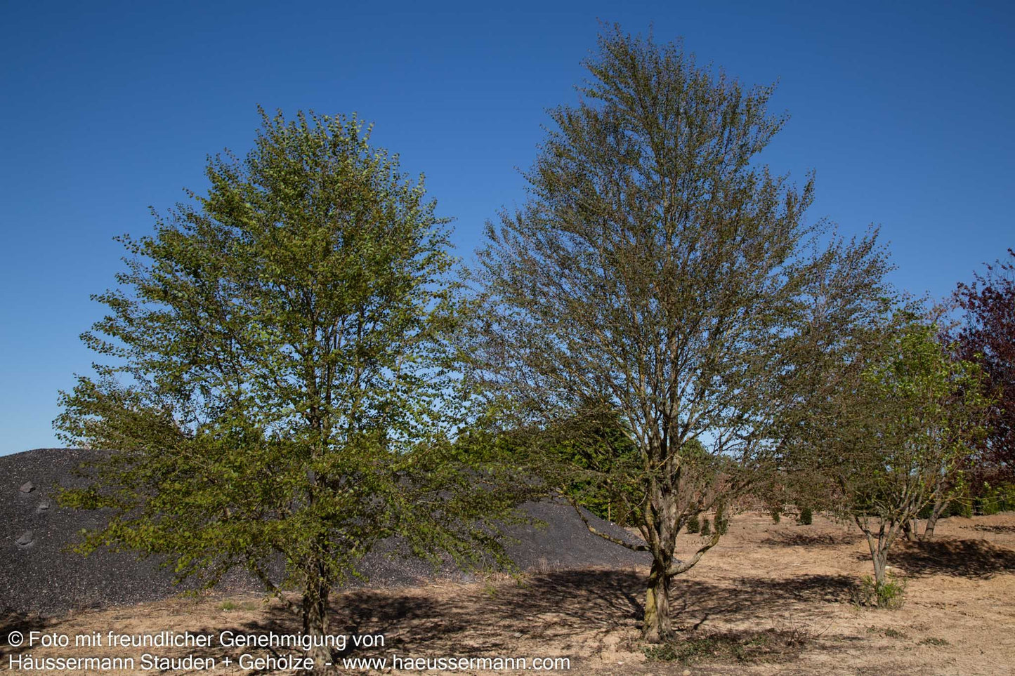 Kuchenbaum (Cercidiphyllum japonicum)