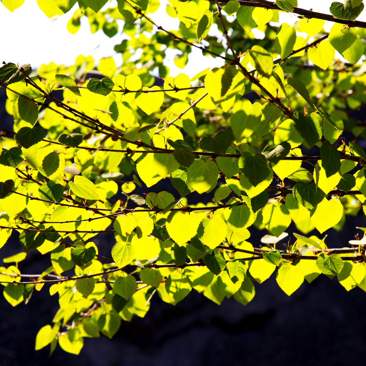 Kuchenbaum (Cercidiphyllum japonicum)
