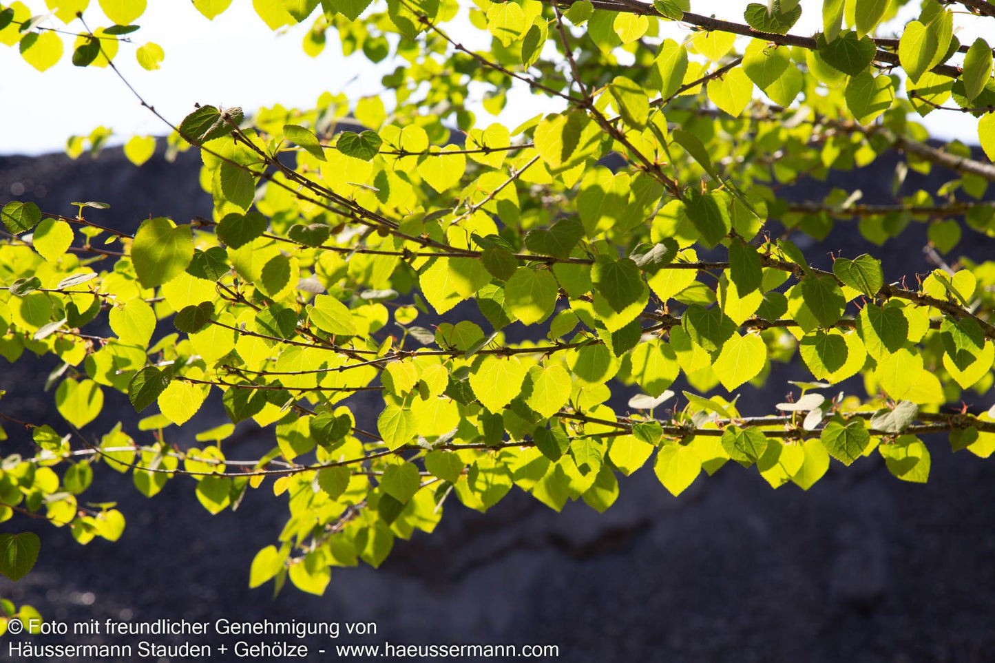 Kuchenbaum (Cercidiphyllum japonicum)