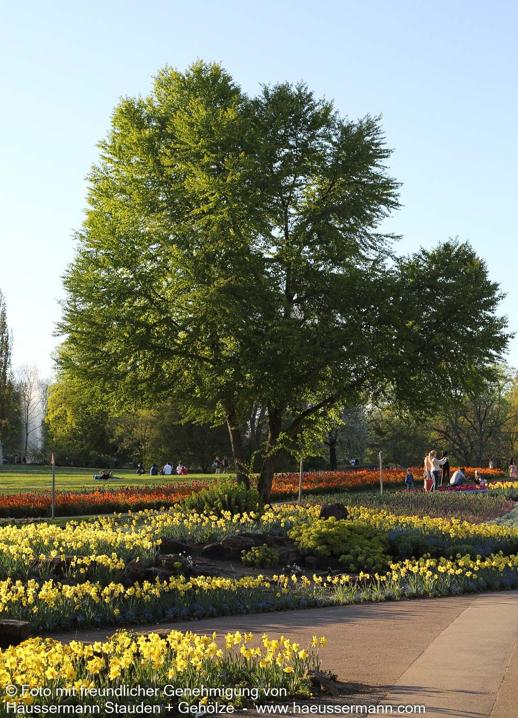 Kuchenbaum (Cercidiphyllum japonicum)