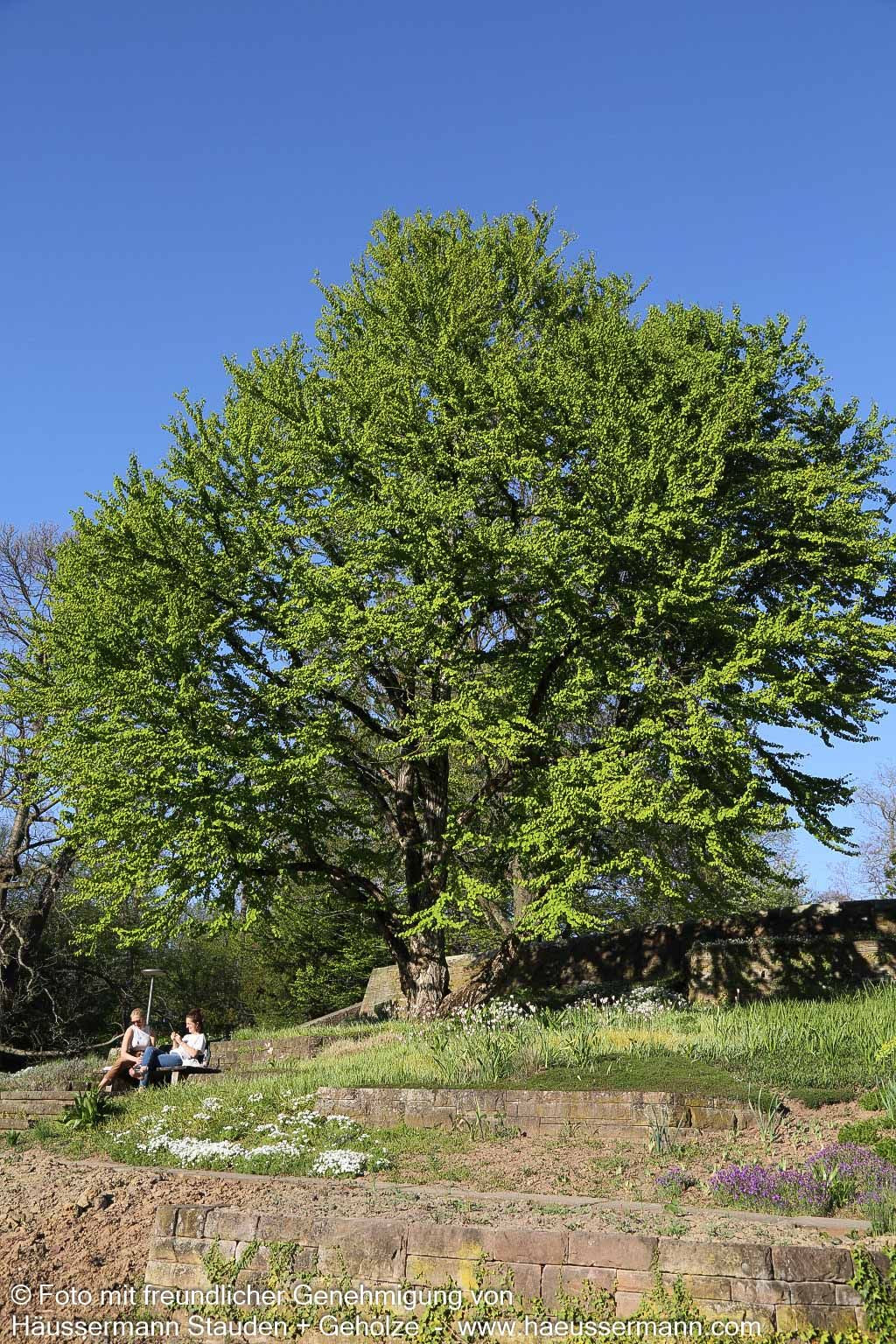 Kuchenbaum (Cercidiphyllum japonicum)