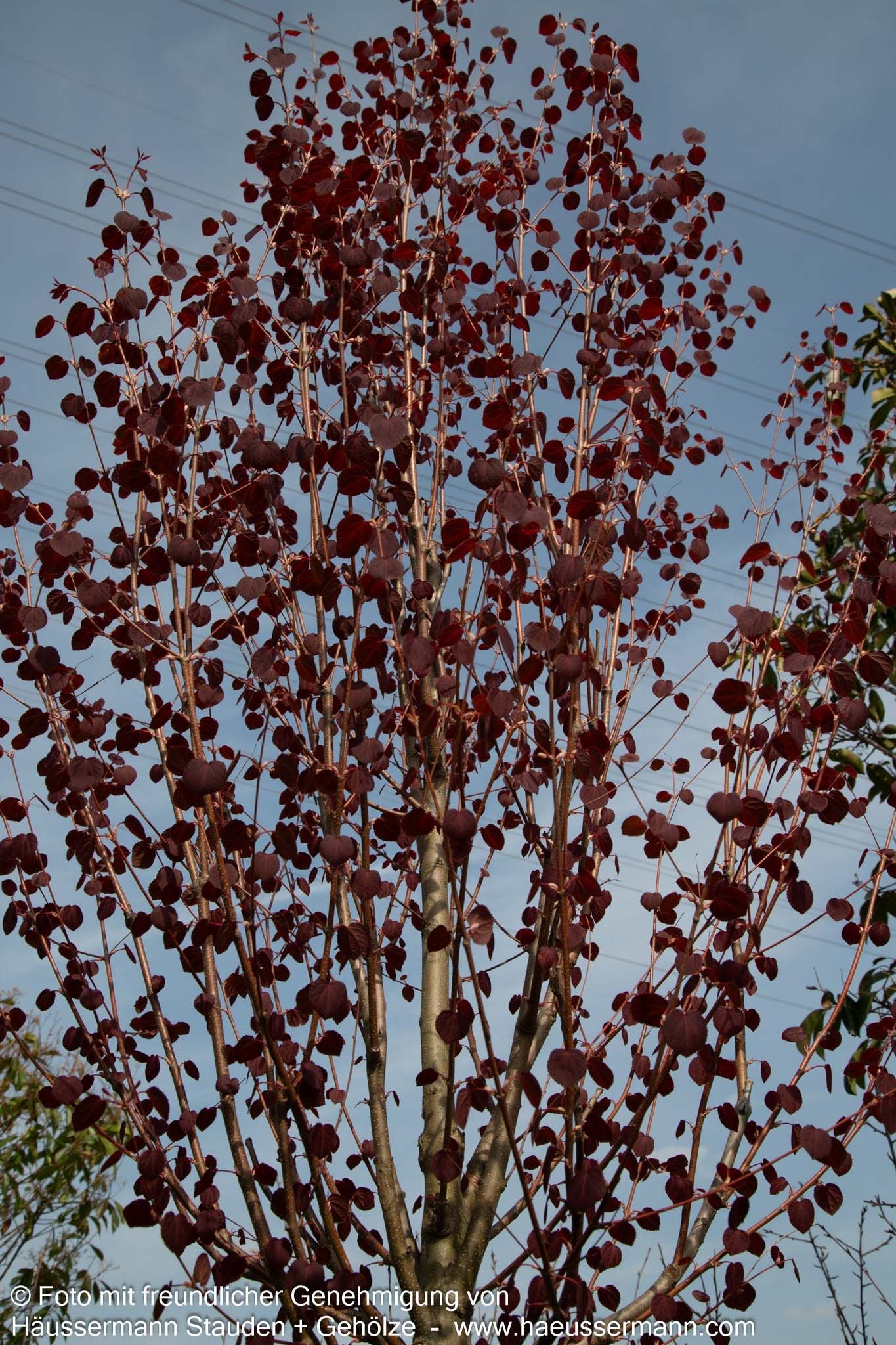 Kuchenbaum (Cercidiphyllum japonicum)