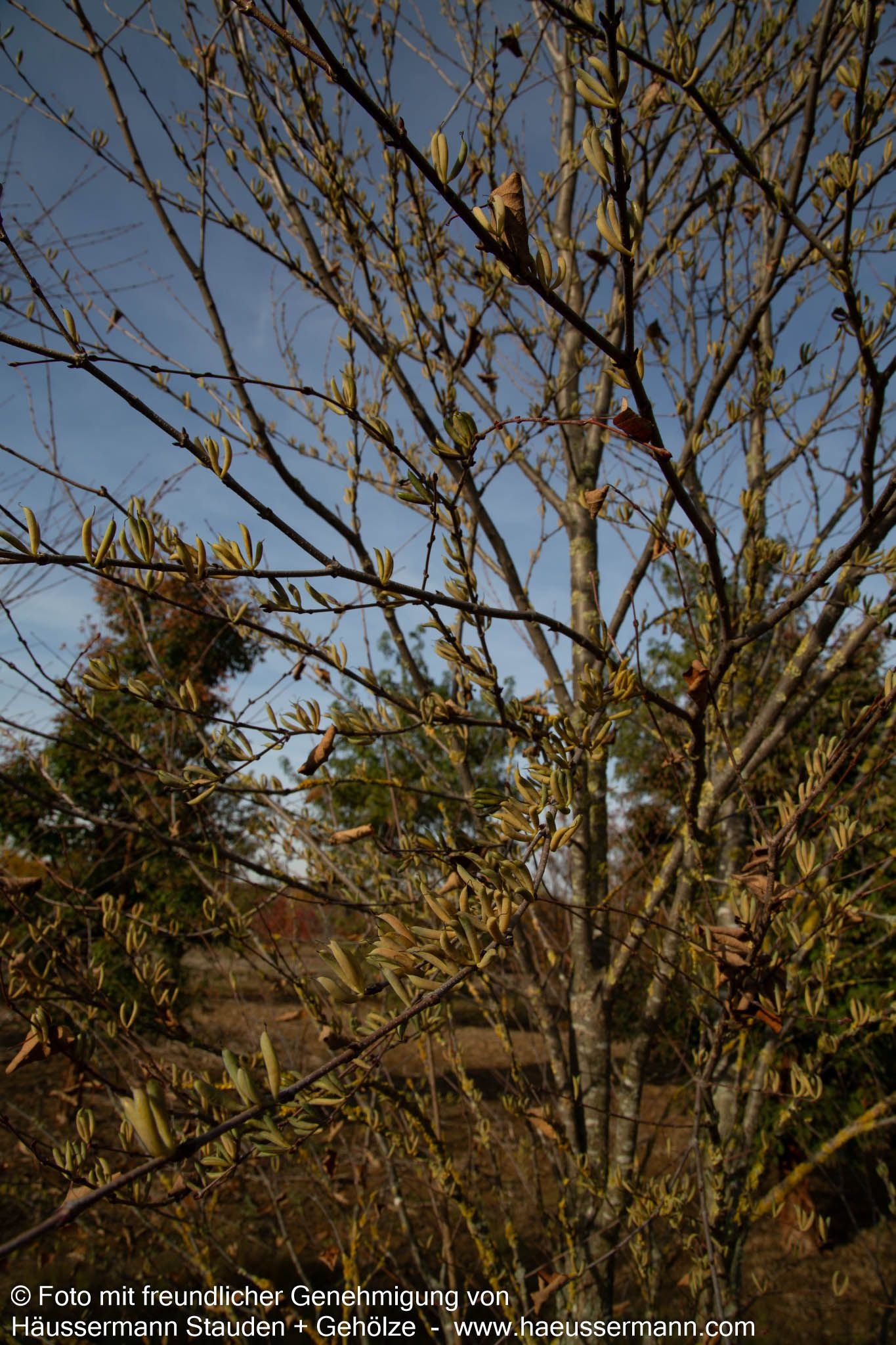 Kuchenbaum (Cercidiphyllum japonicum)