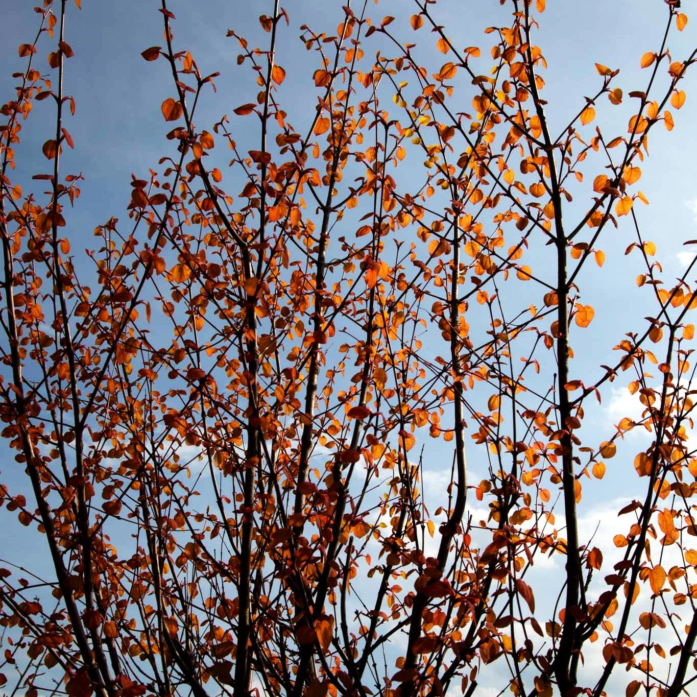 Kuchenbaum 'Ra' (Cercidiphyllum japonicum)