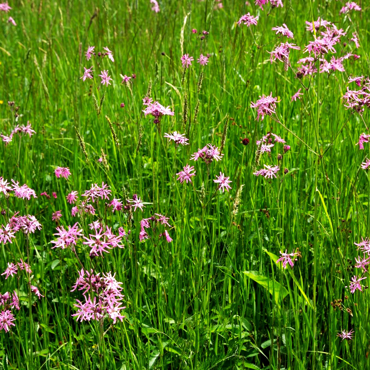 Kuckucks-Lichtnelke (Lychnis flos-cuculi)