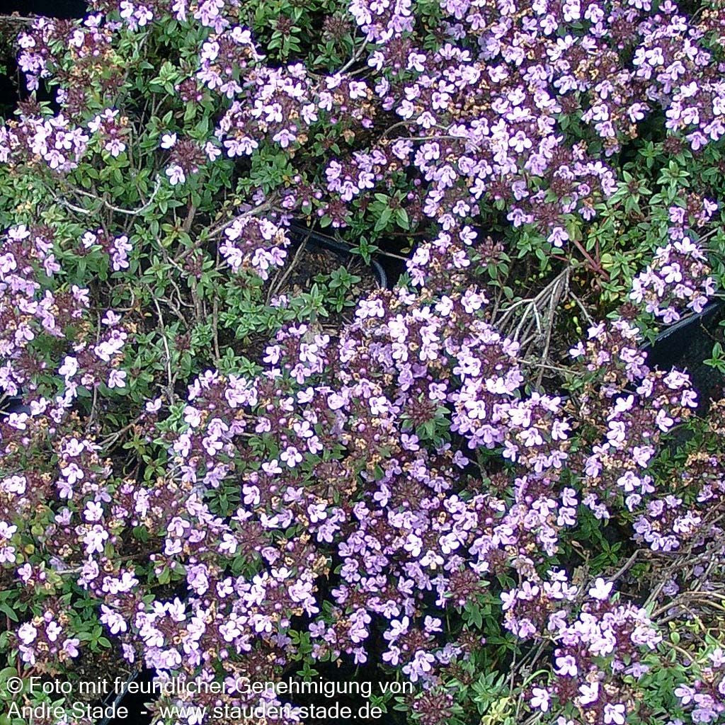 Kümmel-Thymian (Thymus herba-barona)