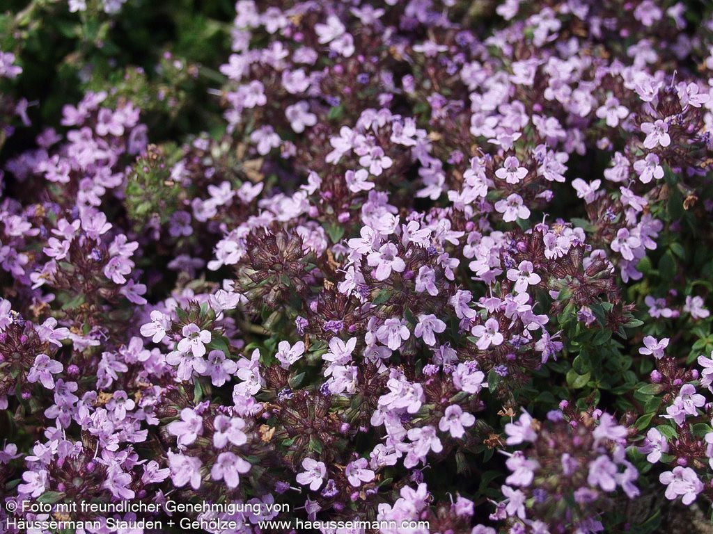 Kümmel-Thymian (Thymus herba-barona)
