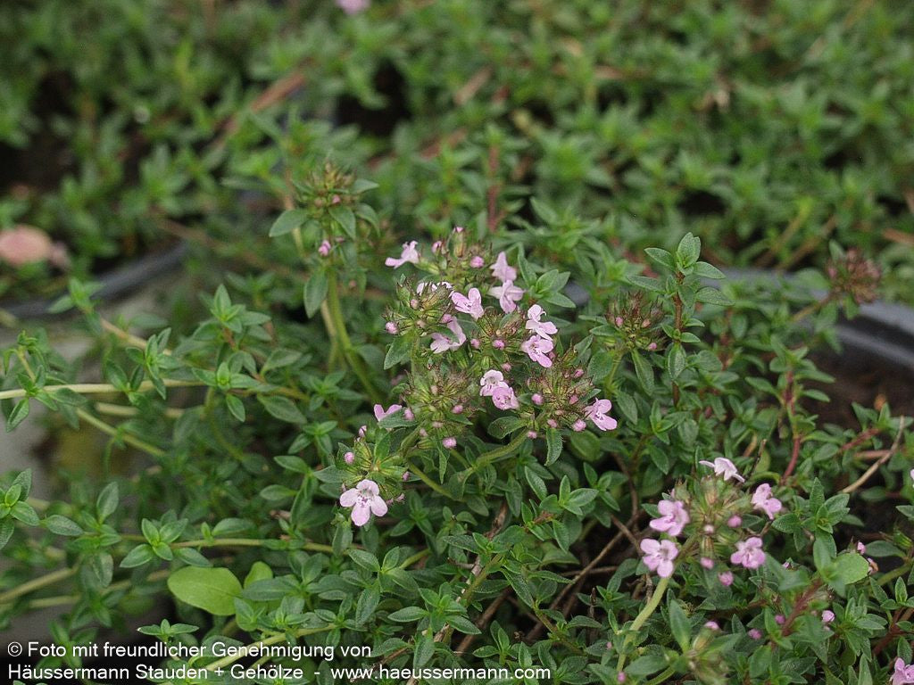 Kümmel-Thymian (Thymus herba-barona)