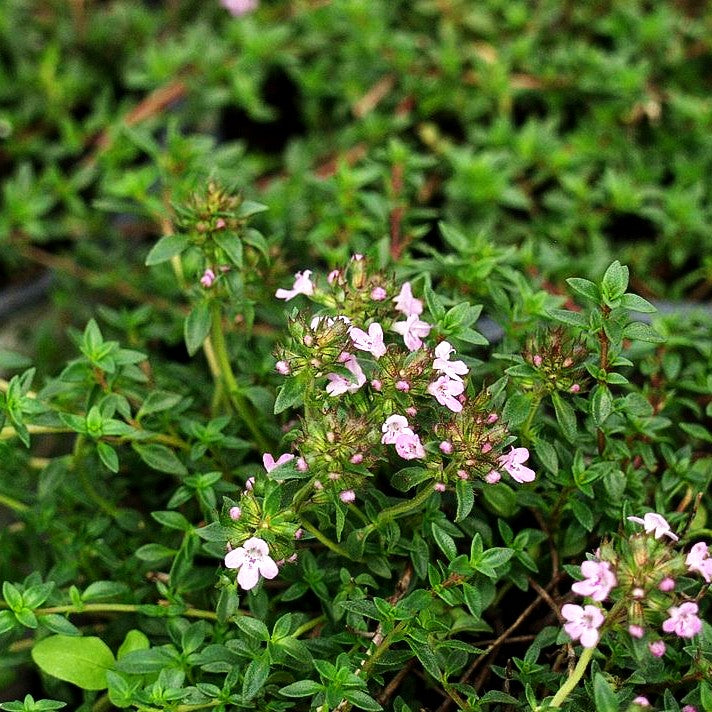 Kümmel-Thymian (Thymus herba-barona)