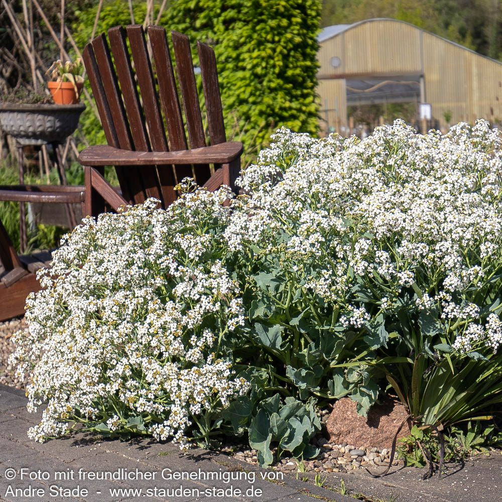 Küsten-Meerkohl (Crambe maritima)