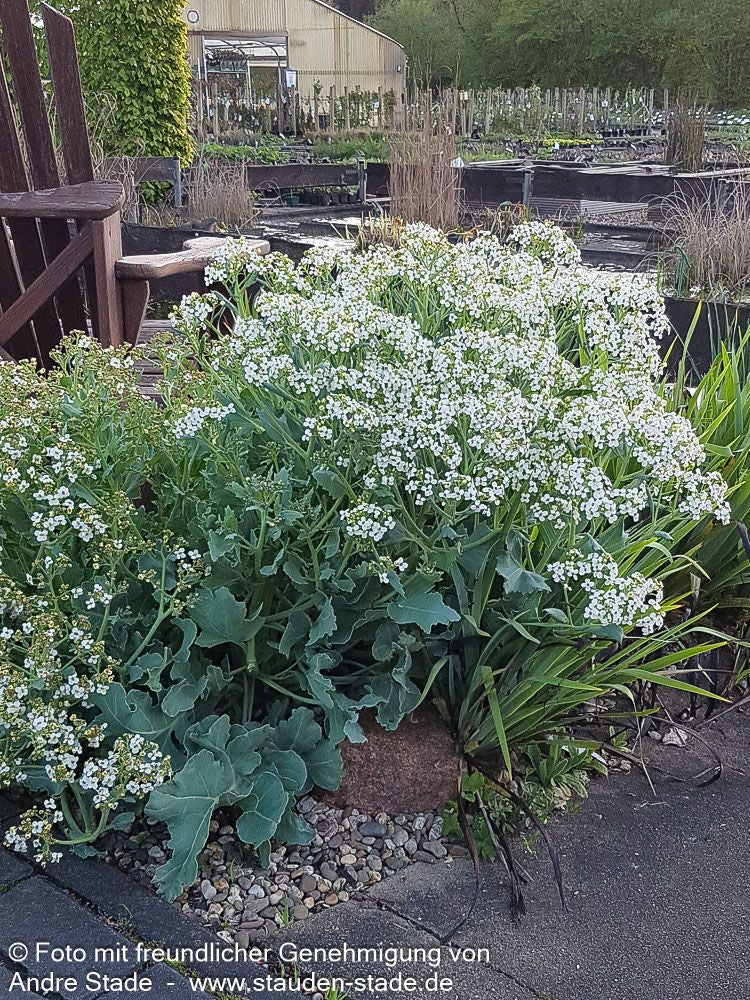 Küsten-Meerkohl (Crambe maritima)