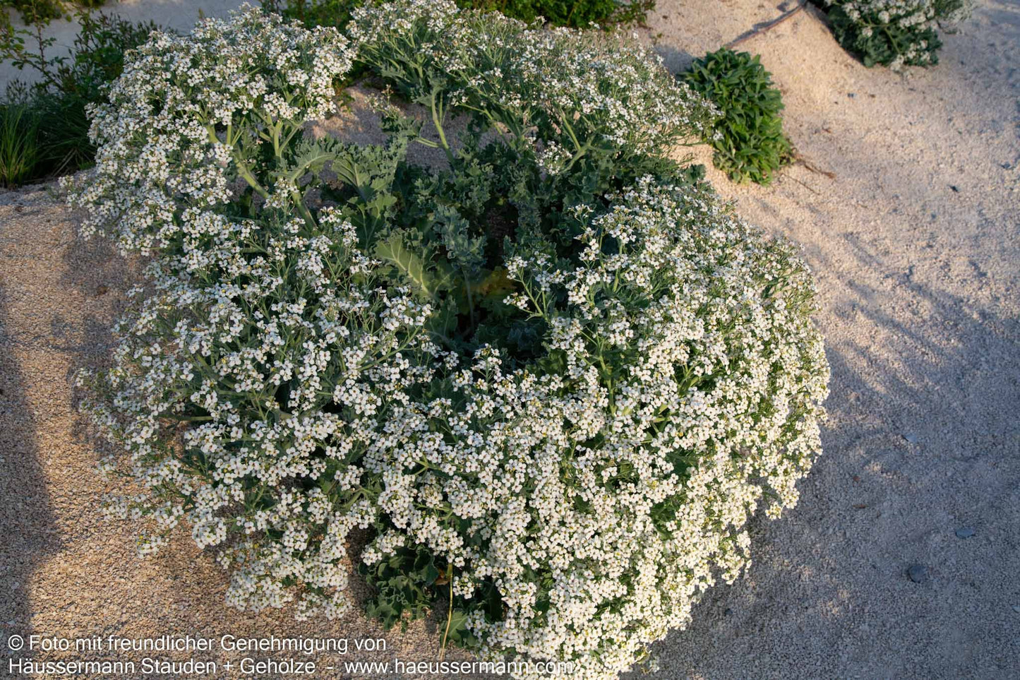Küsten-Meerkohl (Crambe maritima)