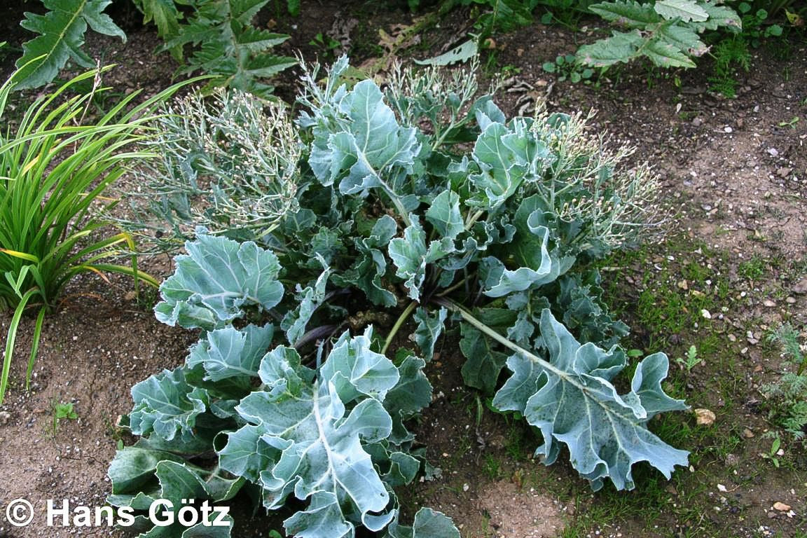 Küsten-Meerkohl (Crambe maritima)