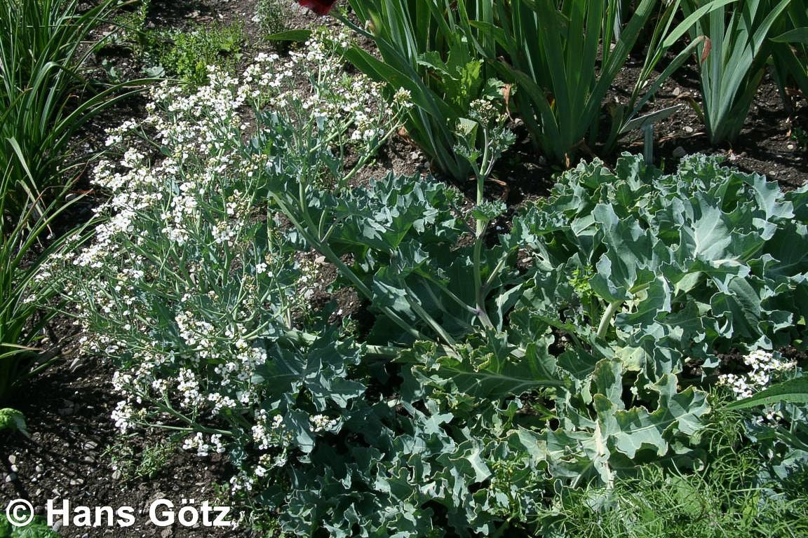 Küsten-Meerkohl (Crambe maritima)
