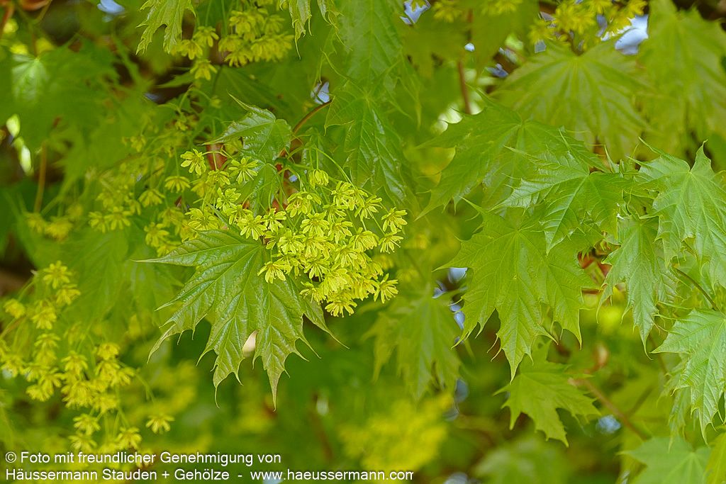 Kugel-Ahorn 'Globosum' (Acer platanoides)