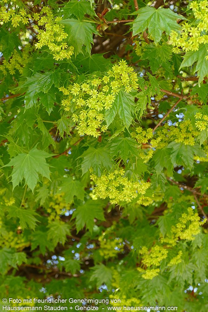 Kugel-Ahorn 'Globosum' (Acer platanoides)