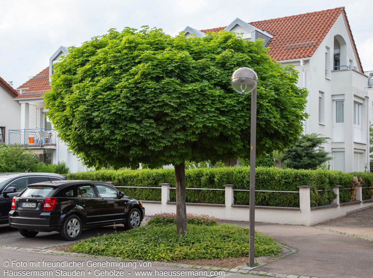 Kugel-Ahorn 'Globosum' (Acer platanoides)