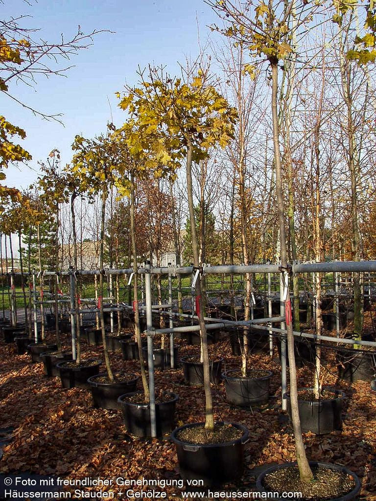 Kugel-Ahorn 'Globosum' (Acer platanoides)