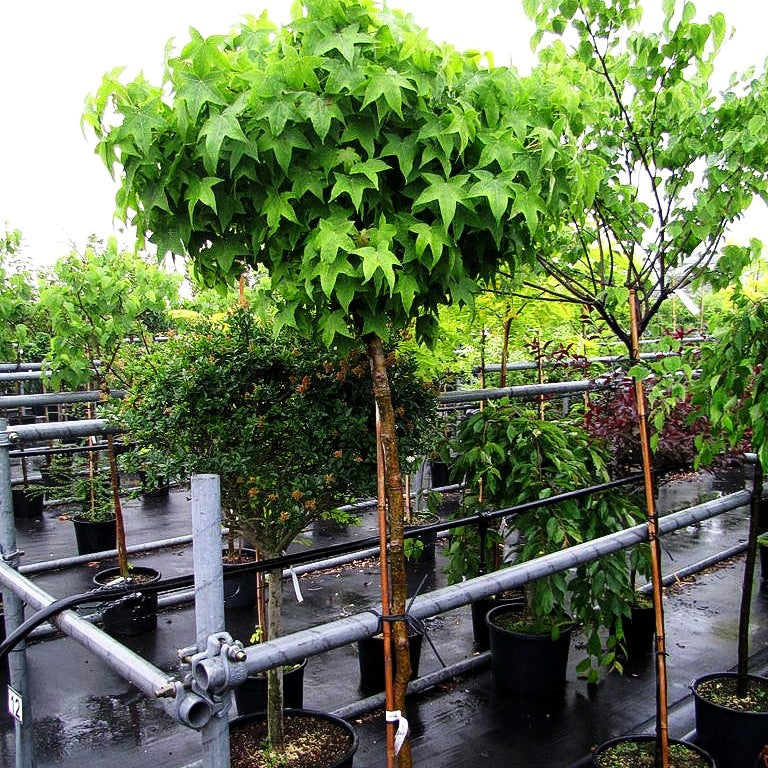 Kugel-Amberbaum 'Gumball' (Liquidambar styraciflua)