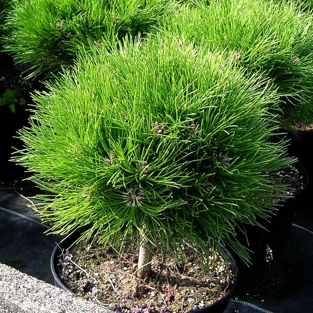 Kugel-Kiefer 'Marie Bregeon' (Pinus nigra)