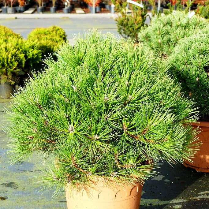 Kugel-Kiefer 'Marie Bregeon' (Pinus nigra)