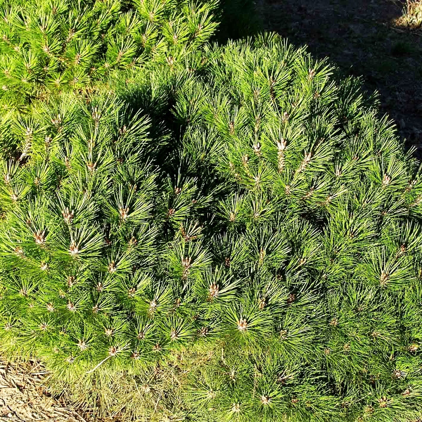 Kugel-Kiefer 'Pierrick Brégeon' (Pinus nigra)