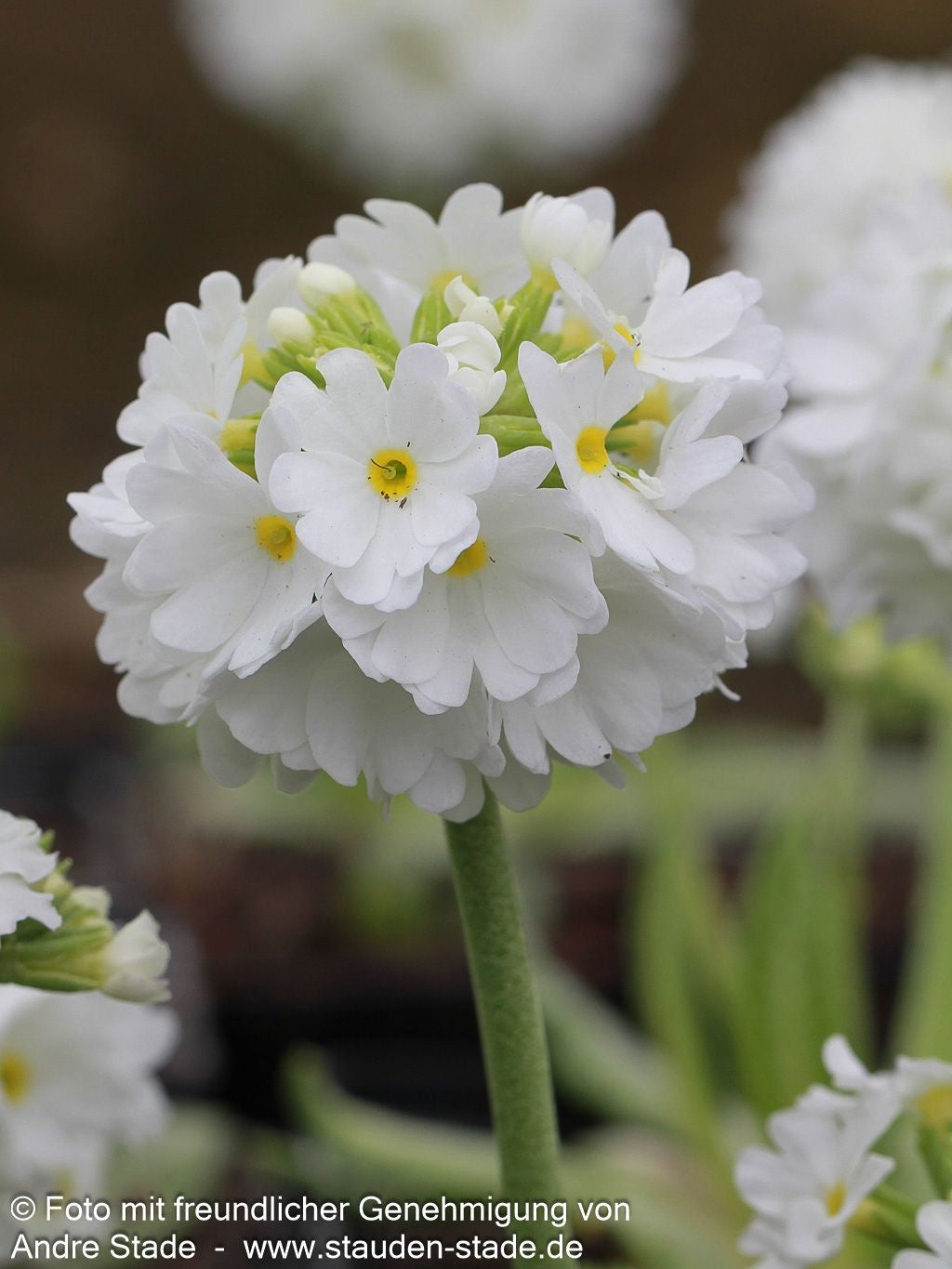 Kugel-Primel 'Alba' (Primula denticulata)