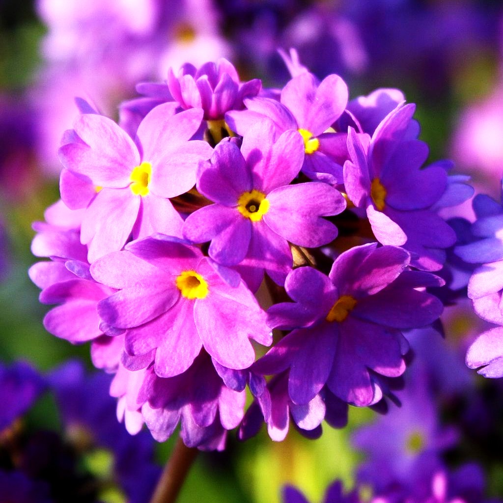 Kugel-Primel (Primula denticulata, blau)