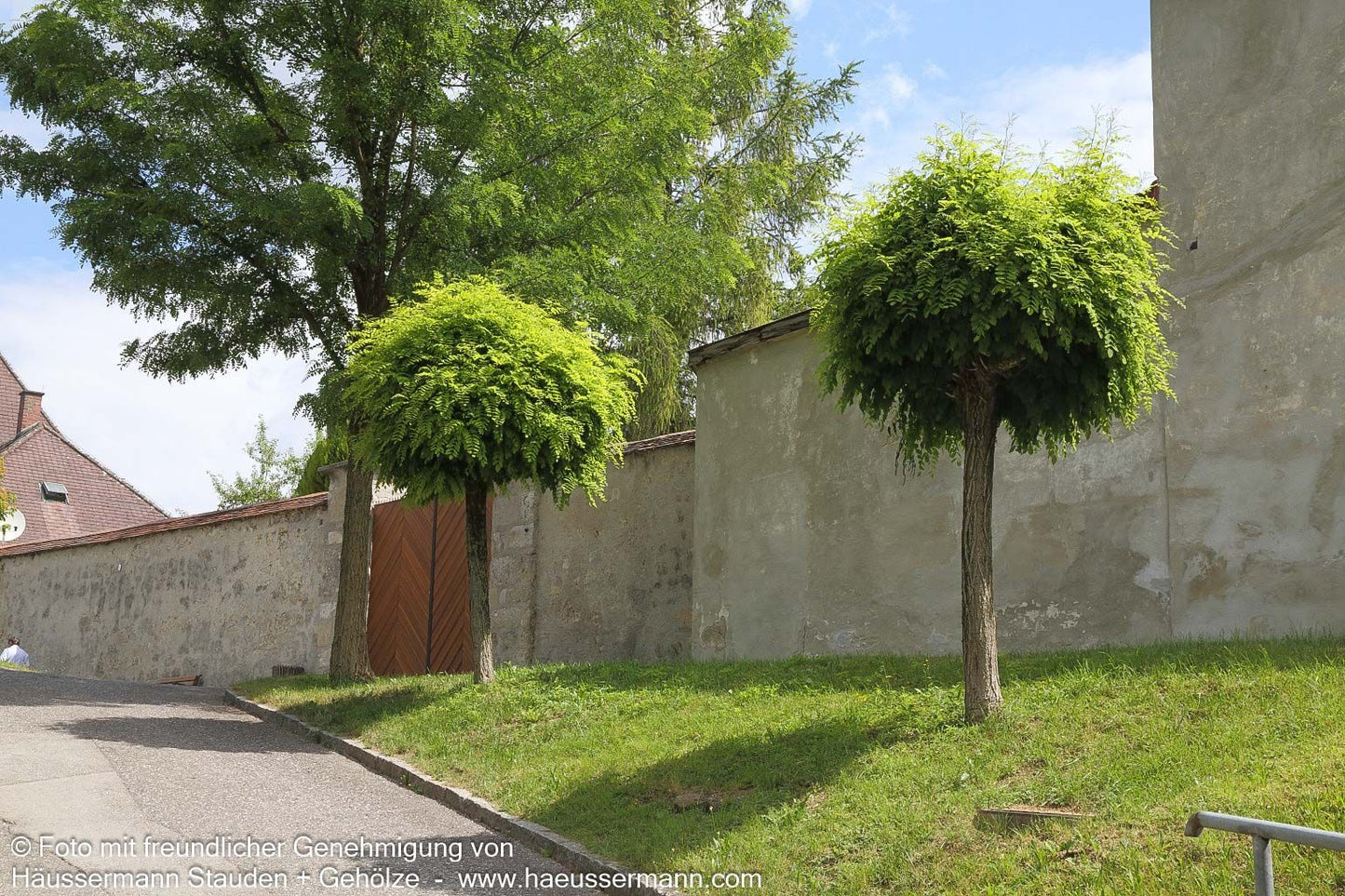 Kugel-Robinie 'Umbraculifera' (Robinia pseudoacacia)
