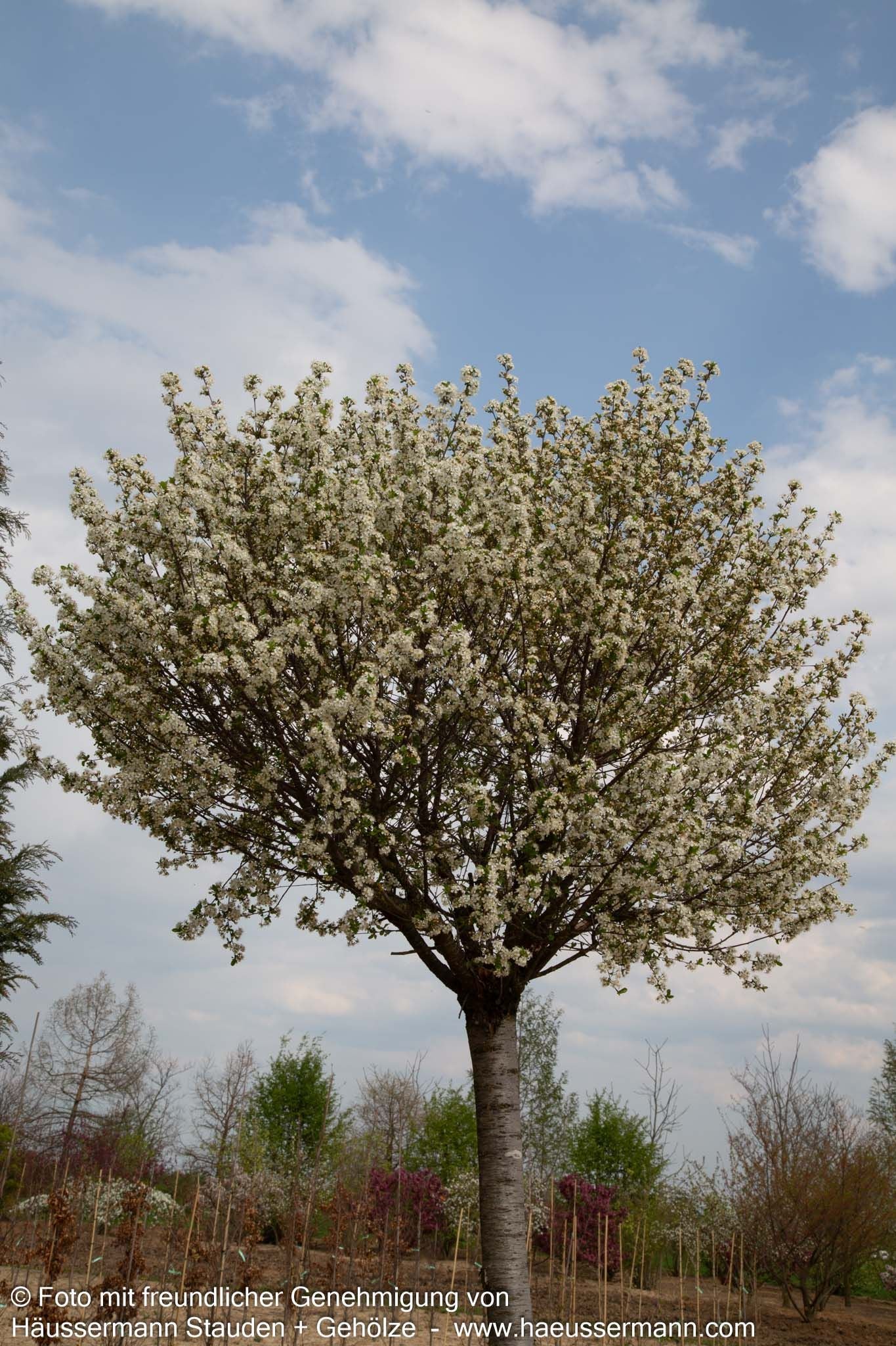 Kugel-Steppen-Kirsche 'Globosa' (Prunus fruticosa)