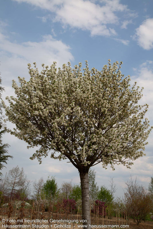 Kugel-Steppen-Kirsche 'Globosa' (Prunus fruticosa)