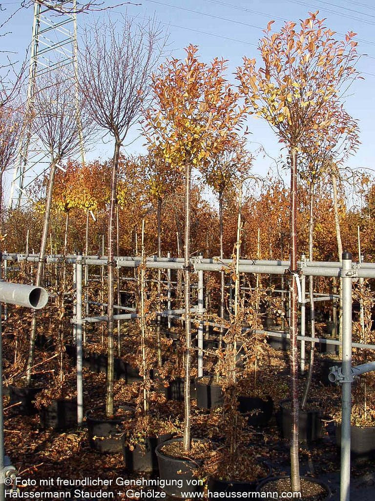 Kugel-Steppen-Kirsche 'Globosa' (Prunus fruticosa)