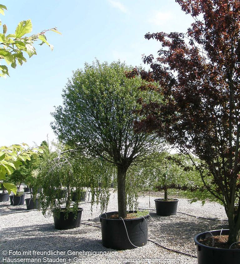 Kugel-Steppen-Kirsche 'Globosa' (Prunus fruticosa)