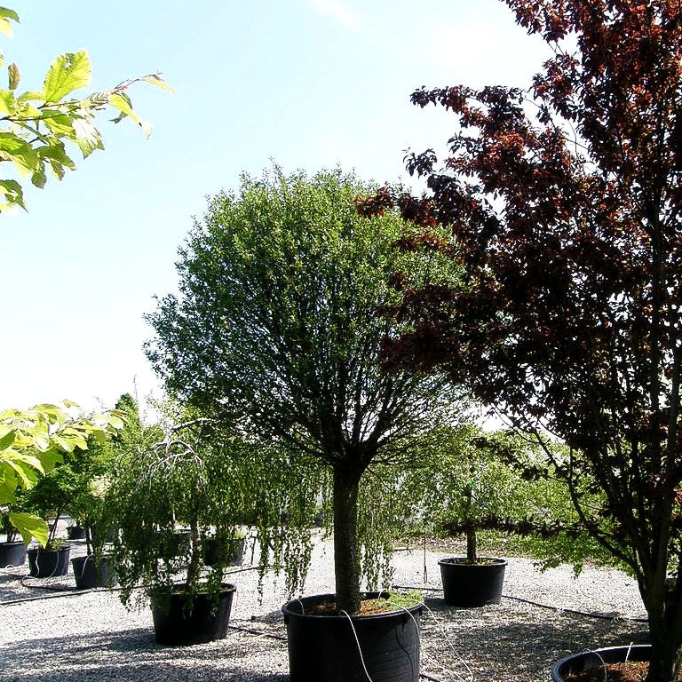 Kugel-Steppen-Kirsche 'Globosa' (Prunus fruticosa)