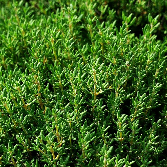 Kugel-Thymian 'Compactus' (Thymus vulgaris)